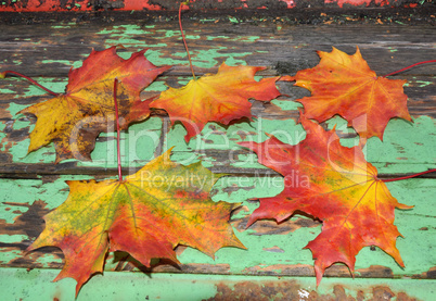 Ahornblätter im Herbst