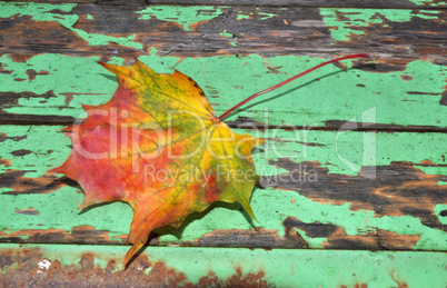 Ahornblatt im Herbst