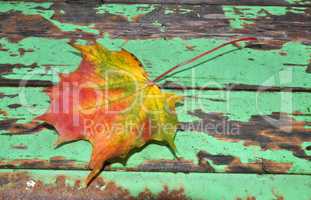 Ahornblatt im Herbst