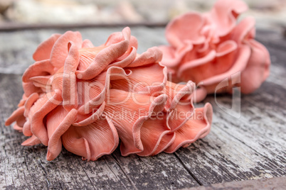 Pink Oyster Mushroom