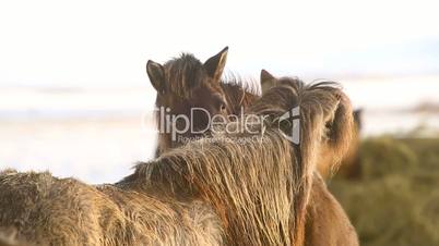 Two Icelandic horses take care of each other