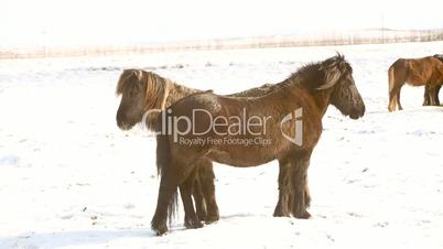 Icelandic horses take care of each other