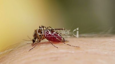 Mosquito blood sucking on human skin