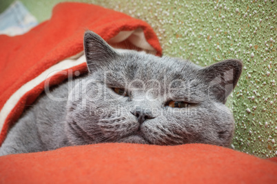 British cat relaxing on the couch