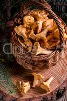 Chanterelle