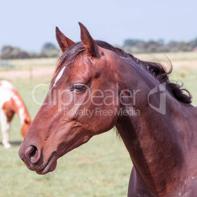 horse portrait