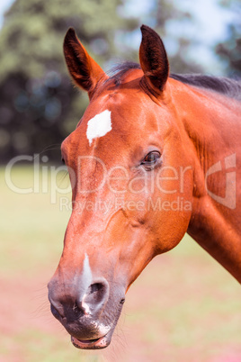 horse portrait