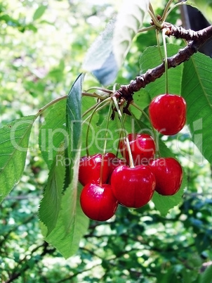 Cherries