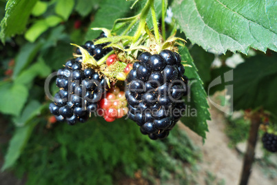 Blackberry