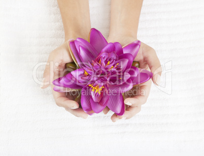 Frauen Hände mit Seerosen blüte