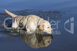 Labrador