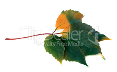 Multicolor virginia creeper leaf (Parthenocissus quinquefolia fo