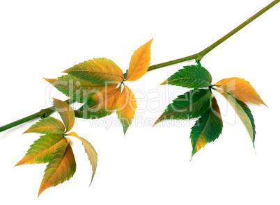 Multicolor autumn twig of grapes leaves, parthenocissus quinquef