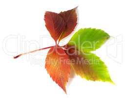Multicolor autumnal virginia creeper leaf
