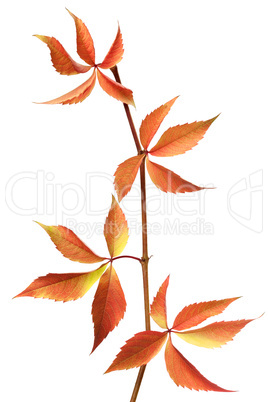 Red autumn branch of grapes leaves