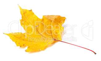 Yellow dried autumn maple-leaf