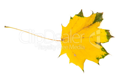 Yellowed autumn maple leaf. Top view.