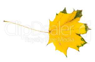 Yellowed autumn maple leaf. Top view.