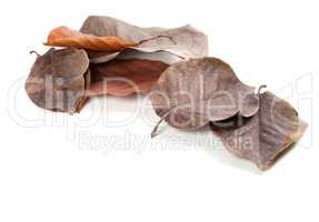 Dry autumn magnolia leaves