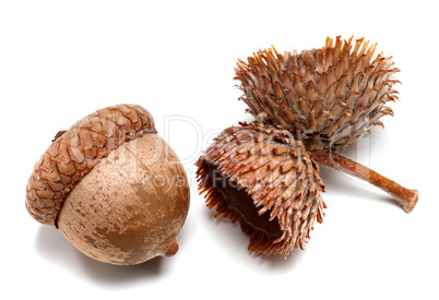 Autumn acorns on white background