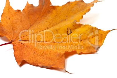 Dried autumn maple-leaf isolated on white background