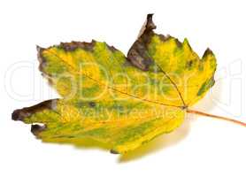 Dried multicolor autumn maple-leaf on white background