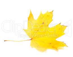 Yellow autumn maple-leaf