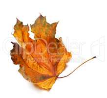 Dry autumn maple leaf