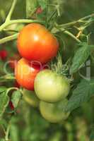 Bunch of ripening tomatoes