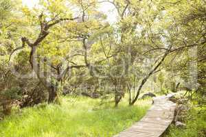Wooden trail across countryside