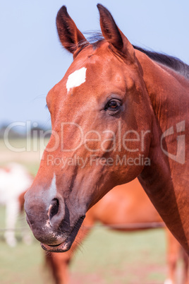 horse portrait