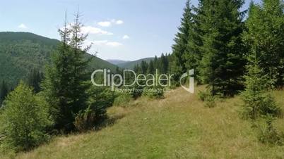Coniferous Forest on the Hills. Aerial Video