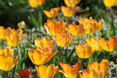 Tulpen