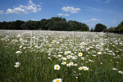 Margeritenwiese