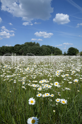 Margeritenwiese