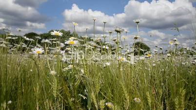 Margeritenwiese