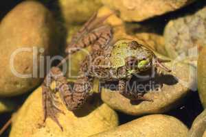 American Bullfrog partly in the water