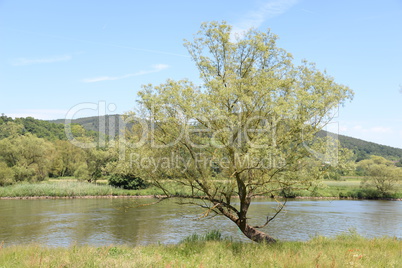 Baum am Main