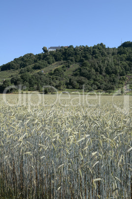 Feld mit Kloster Engelberg