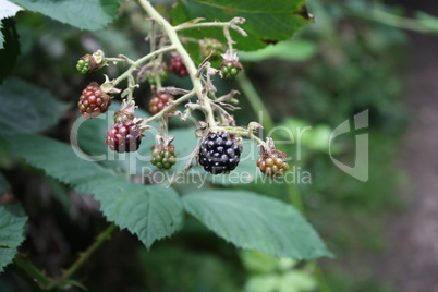 Brombeeren