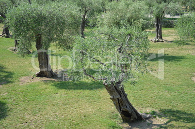 Olivenbaeume im Park