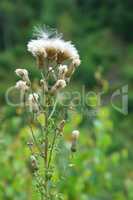 verbluehte Distel