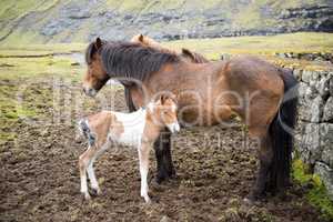Horses on the Faroe Islands