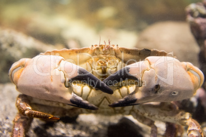 Cancer pagurus also known as edible crab or brown crab