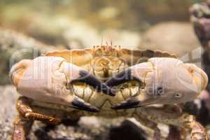 Cancer pagurus also known as edible crab or brown crab