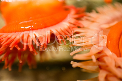 Sea anemone