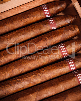 Cigars in humidor