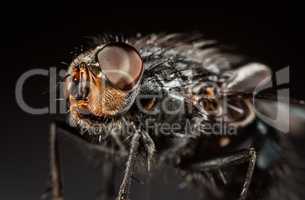 Housefly close-up.