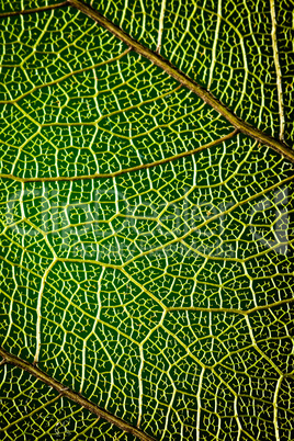 abstract background green leaf close-up