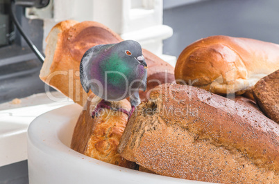 Taube frißt das Brot an
